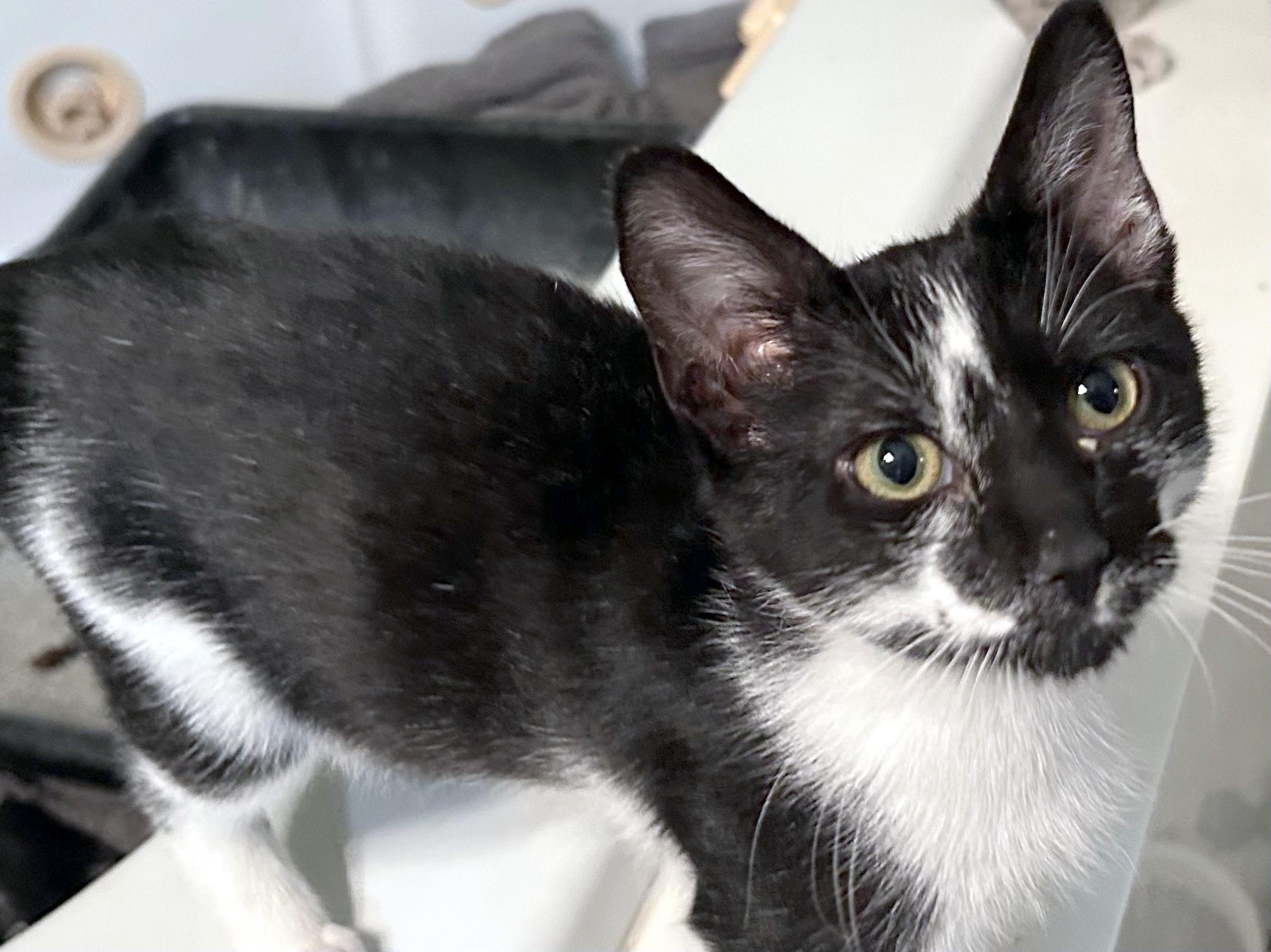 Enlarge Jarvy, a ADOPTABLE Domestic Short Hair in Smithfield, NC image 4/4