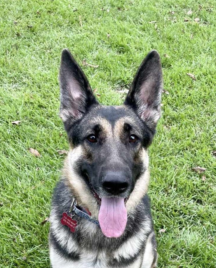 Fefe, an adoptable German Shepherd Dog in Raleigh, NC, 27601 | Photo Image 5
