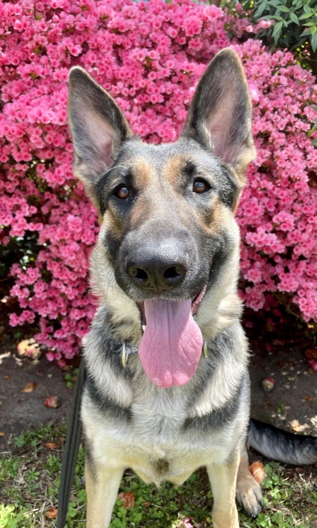 Fefe, an adoptable German Shepherd Dog in Raleigh, NC, 27601 | Photo Image 3