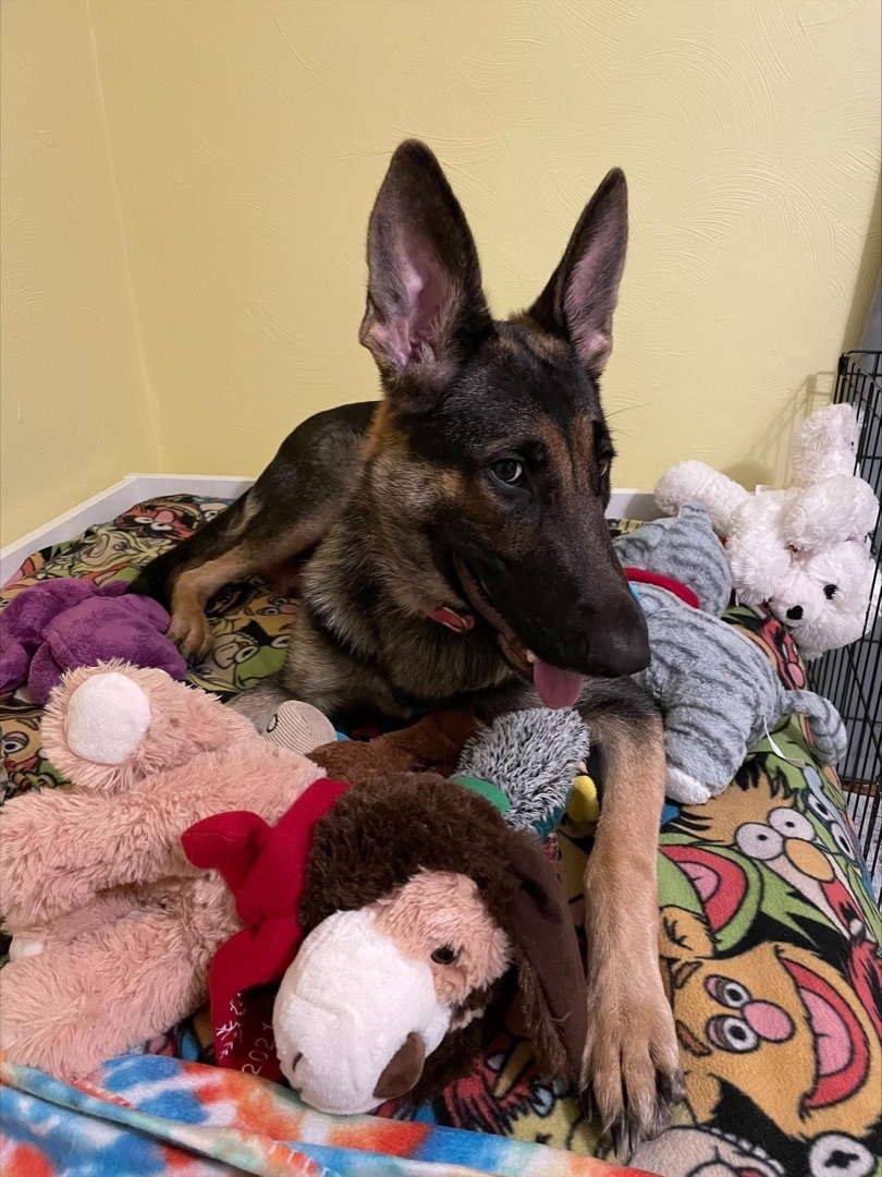 Fefe, an adoptable German Shepherd Dog in Raleigh, NC, 27601 | Photo Image 2