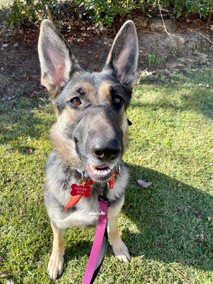 Fefe, an adoptable German Shepherd Dog in Raleigh, NC, 27601 | Photo Image 4