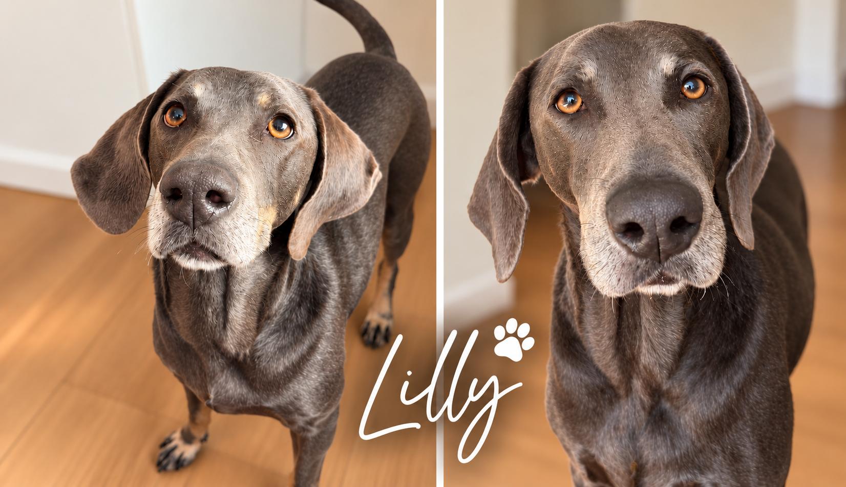 Enlarge Lilly, a Adopted Weimaraner in St. Louis, MO image 1/1