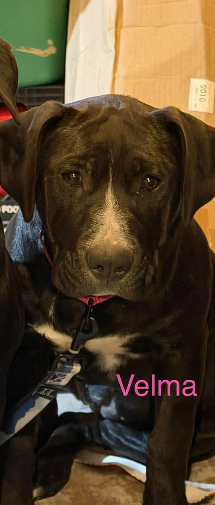 Velma photo