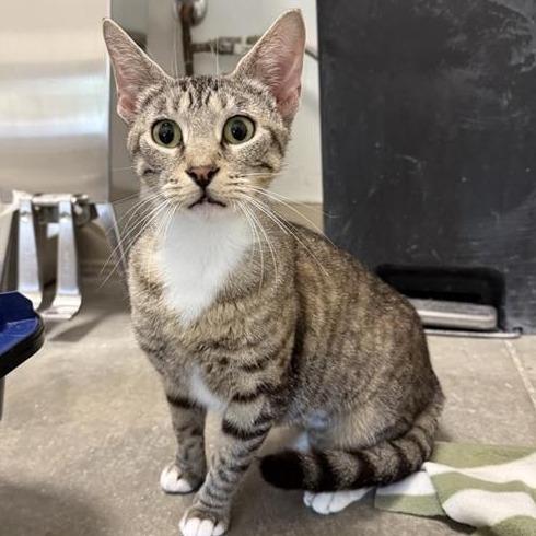 Chestnut, Adoptable, Adult Female Domestic Short Hair.