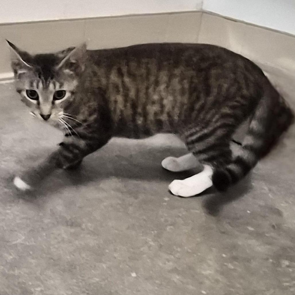 Enlarge Chestnut, a Adoptable Domestic Short Hair in Bentonville, AR image 2/2