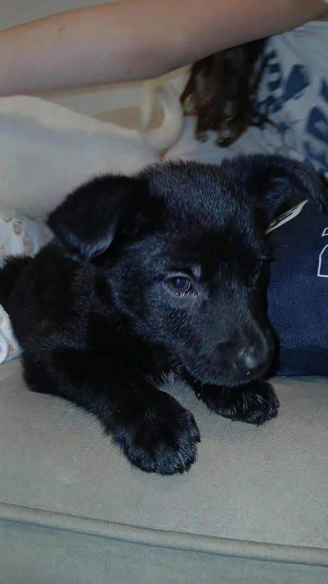 Enlarge Maleficent, a ADOPTABLE Mixed Breed in Kenosha, WI image 3/4