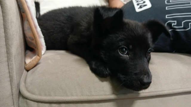 Enlarge Maleficent, a ADOPTABLE Mixed Breed in Kenosha, WI image 2/4