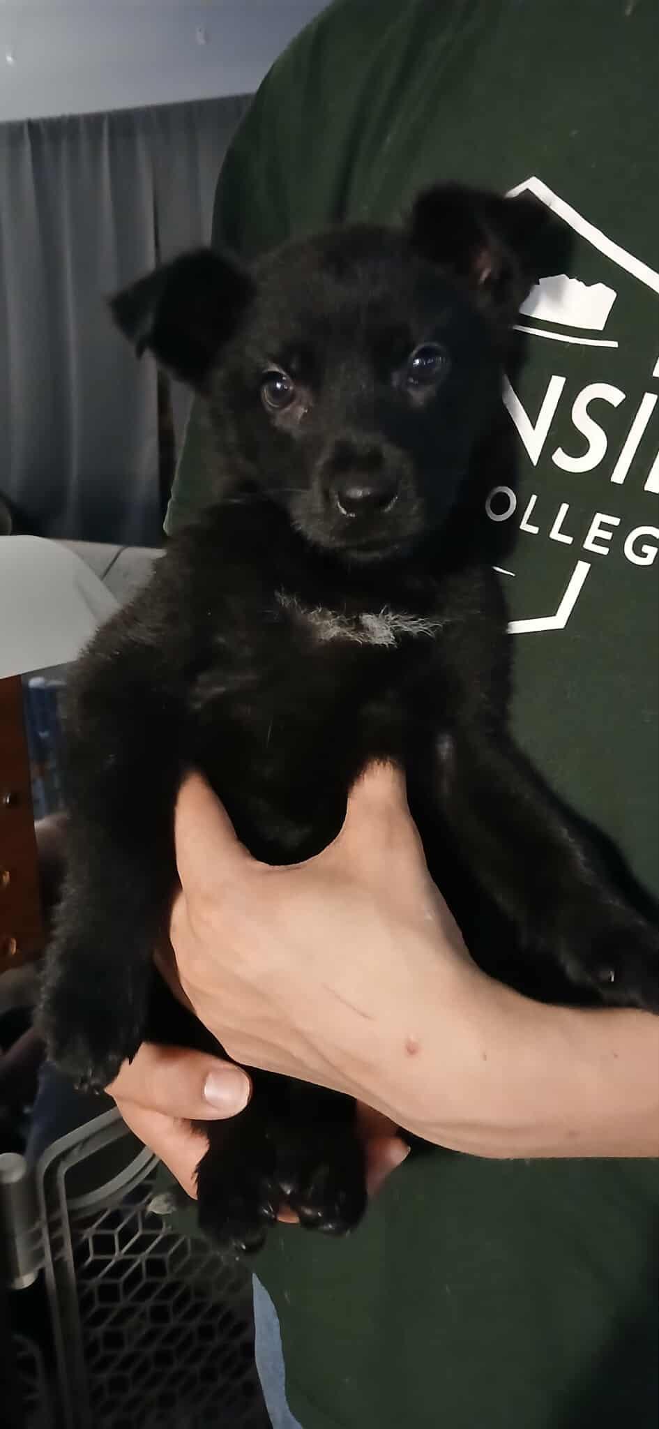 Maleficent, ADOPTABLE, Puppy Female Mixed Breed.