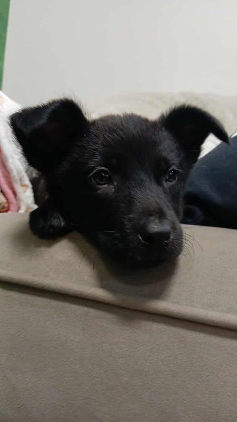 Enlarge Maleficent, a ADOPTABLE Mixed Breed in Kenosha, WI image 4/4