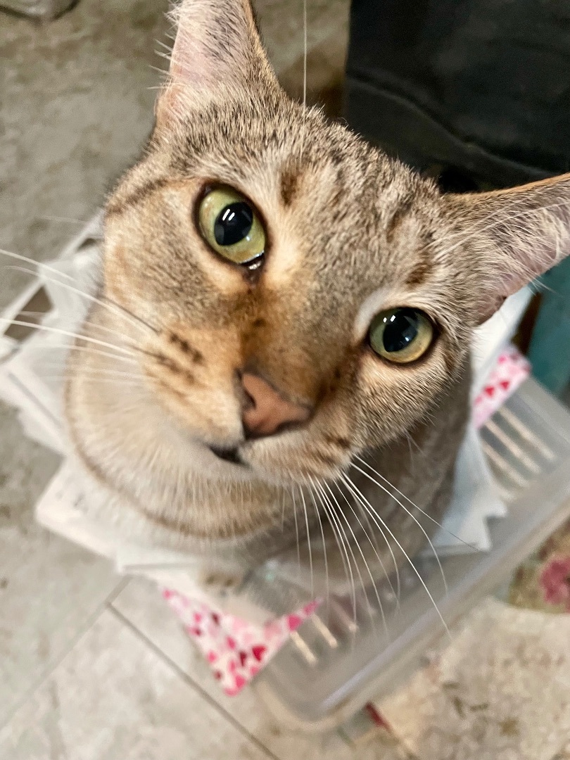 Enlarge Cleopatra (Cleo), an adoptable mixed breed in Oak Park, MI image 3/6