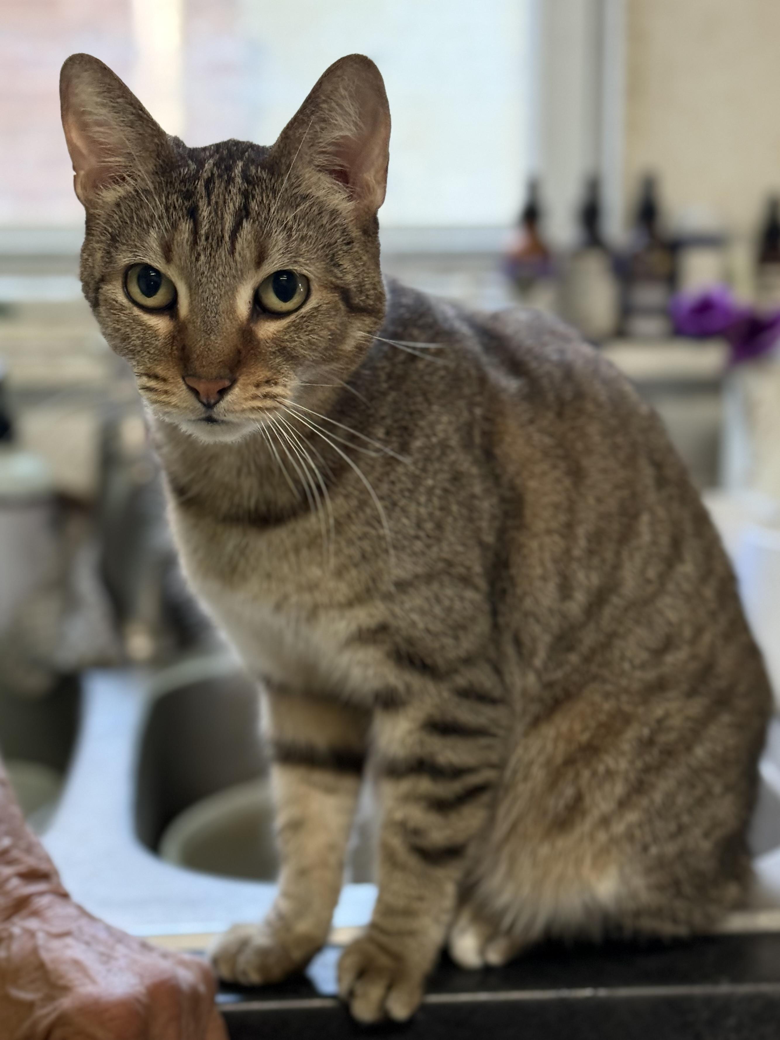 Enlarge Cleopatra (Cleo), an adoptable mixed breed in Oak Park, MI image 2/6