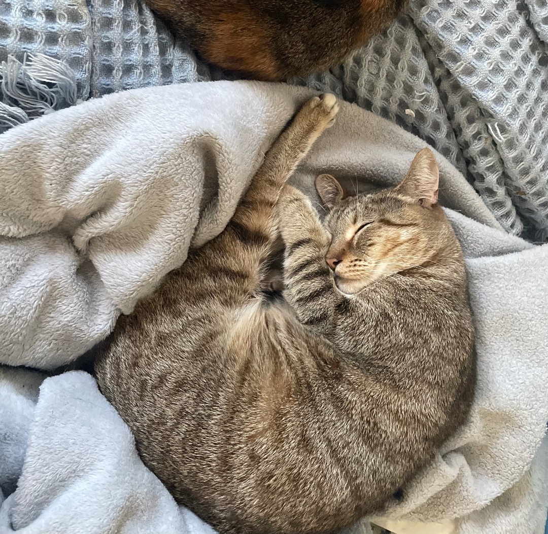 Enlarge Cleopatra (Cleo), an adoptable mixed breed in Oak Park, MI image 4/6