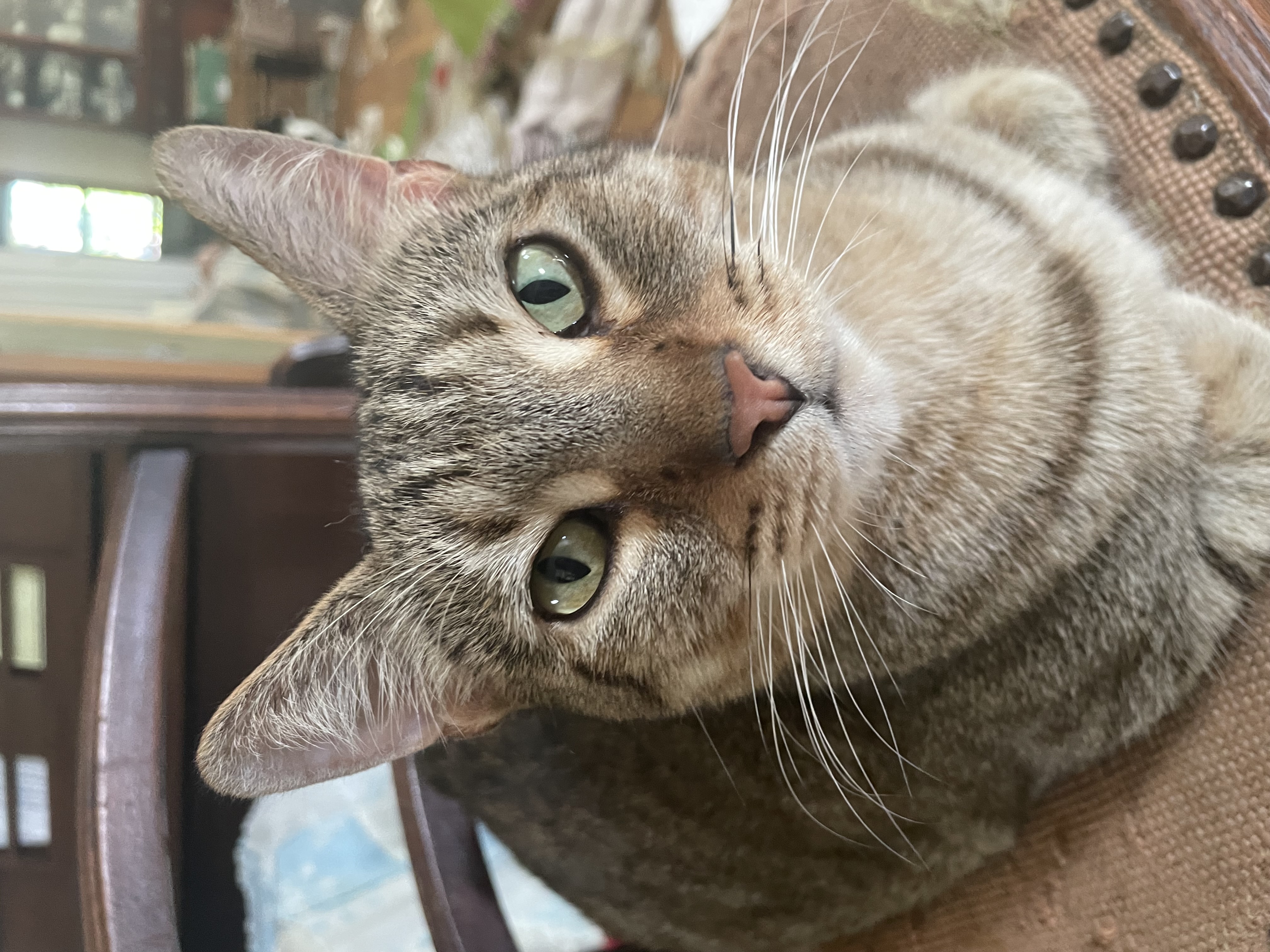 Cleopatra (Cleo), adoptable, Adult Female Tabby & Domestic Short Hair.