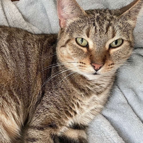 Enlarge Cleopatra (Cleo), an adoptable mixed breed in Oak Park, MI image 5/6