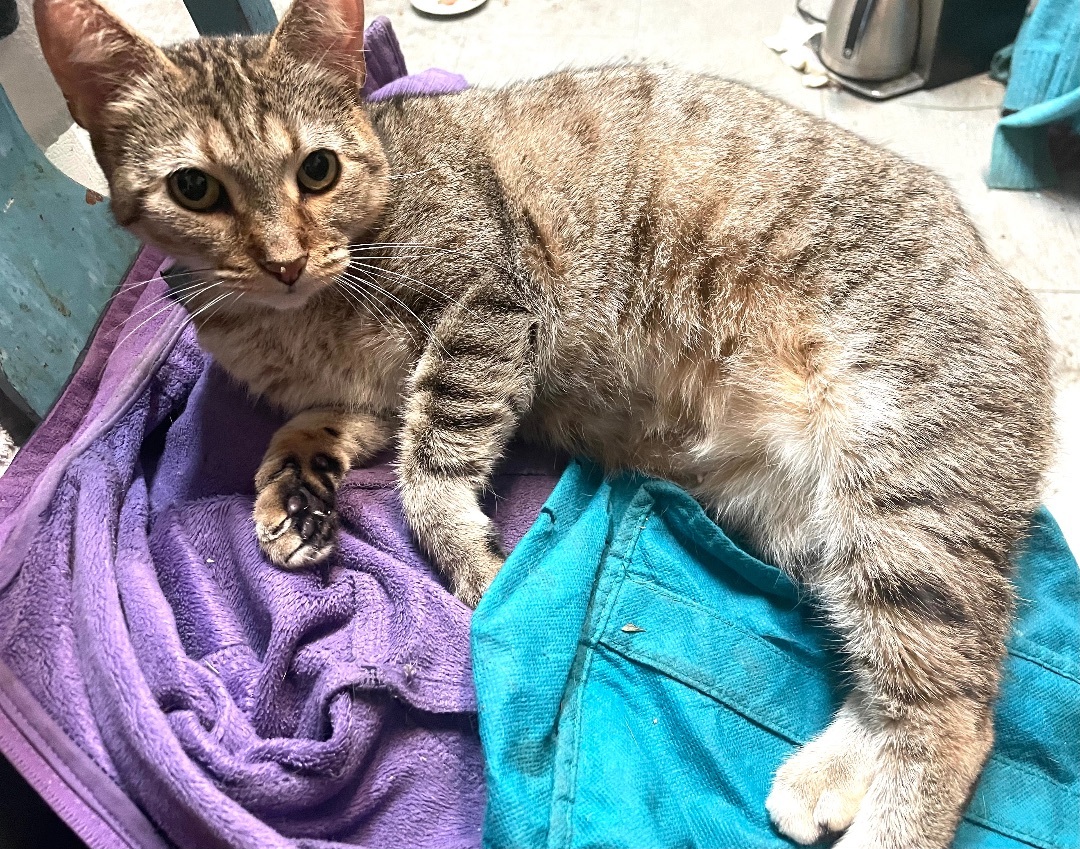 Enlarge Cleopatra (Cleo), an adoptable mixed breed in Oak Park, MI image 6/6