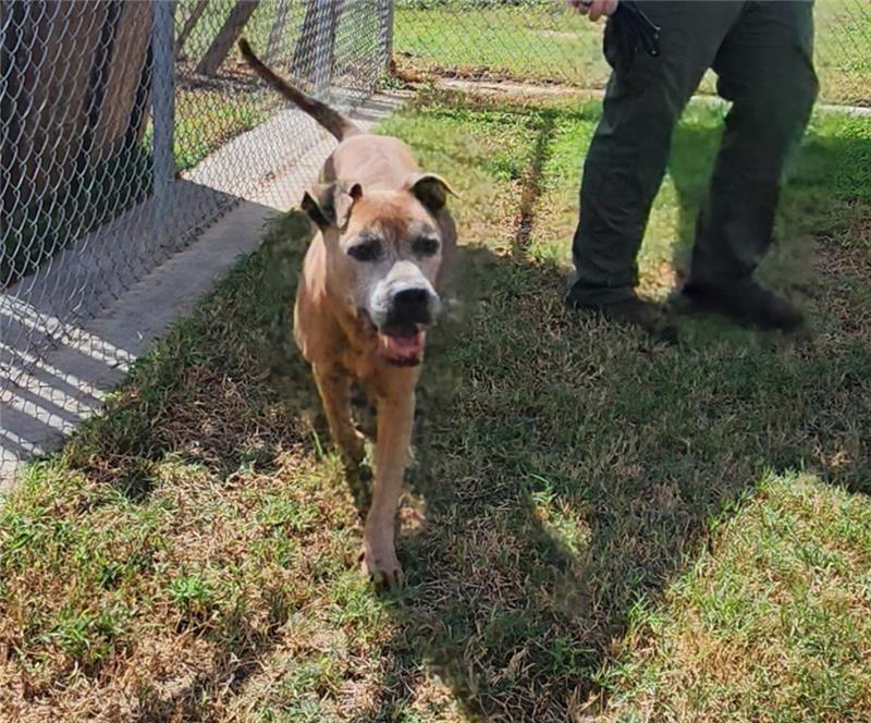 Hotch, a Adoptable Pit Bull Terrier in Humble, TX image 1/2