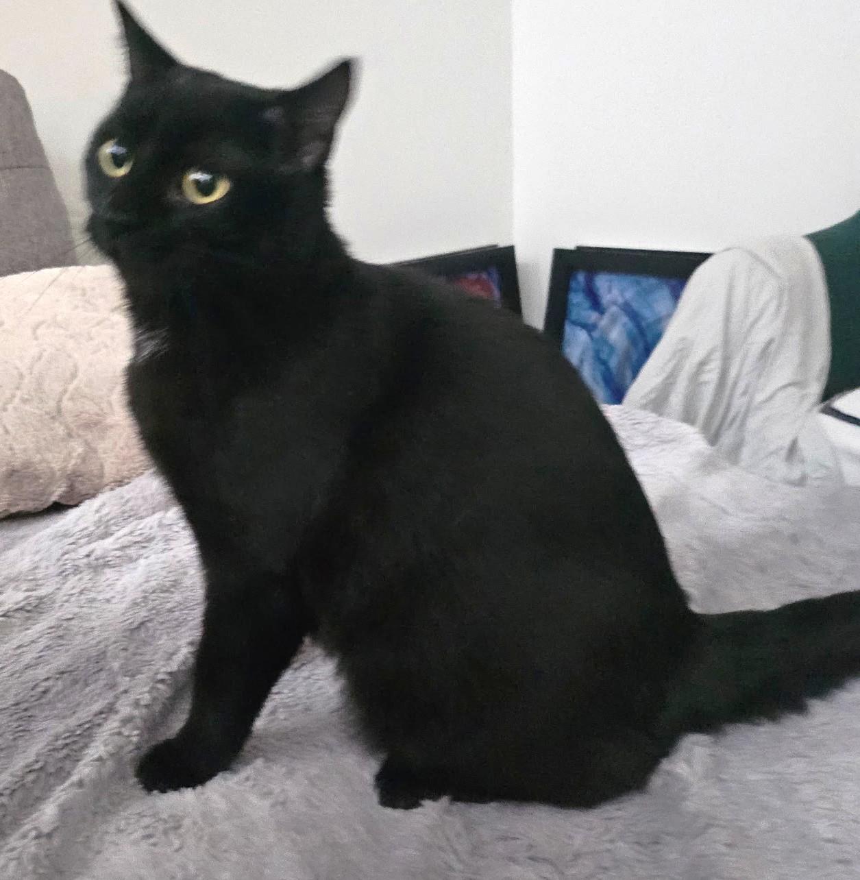 Hillary, ADOPTABLE, Adult Female Domestic Short Hair.