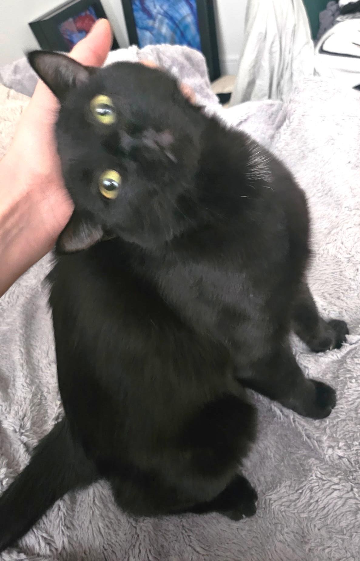 Hillary, a ADOPTABLE Domestic Short Hair in Stoney Creek, ON image 1/4