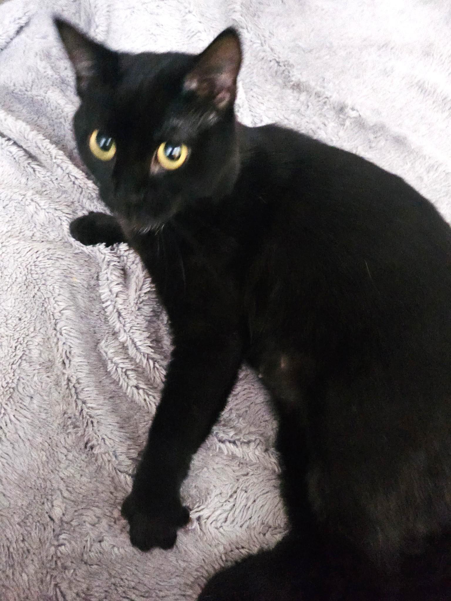 Hillary, a ADOPTABLE Domestic Short Hair in Stoney Creek, ON image 2/4