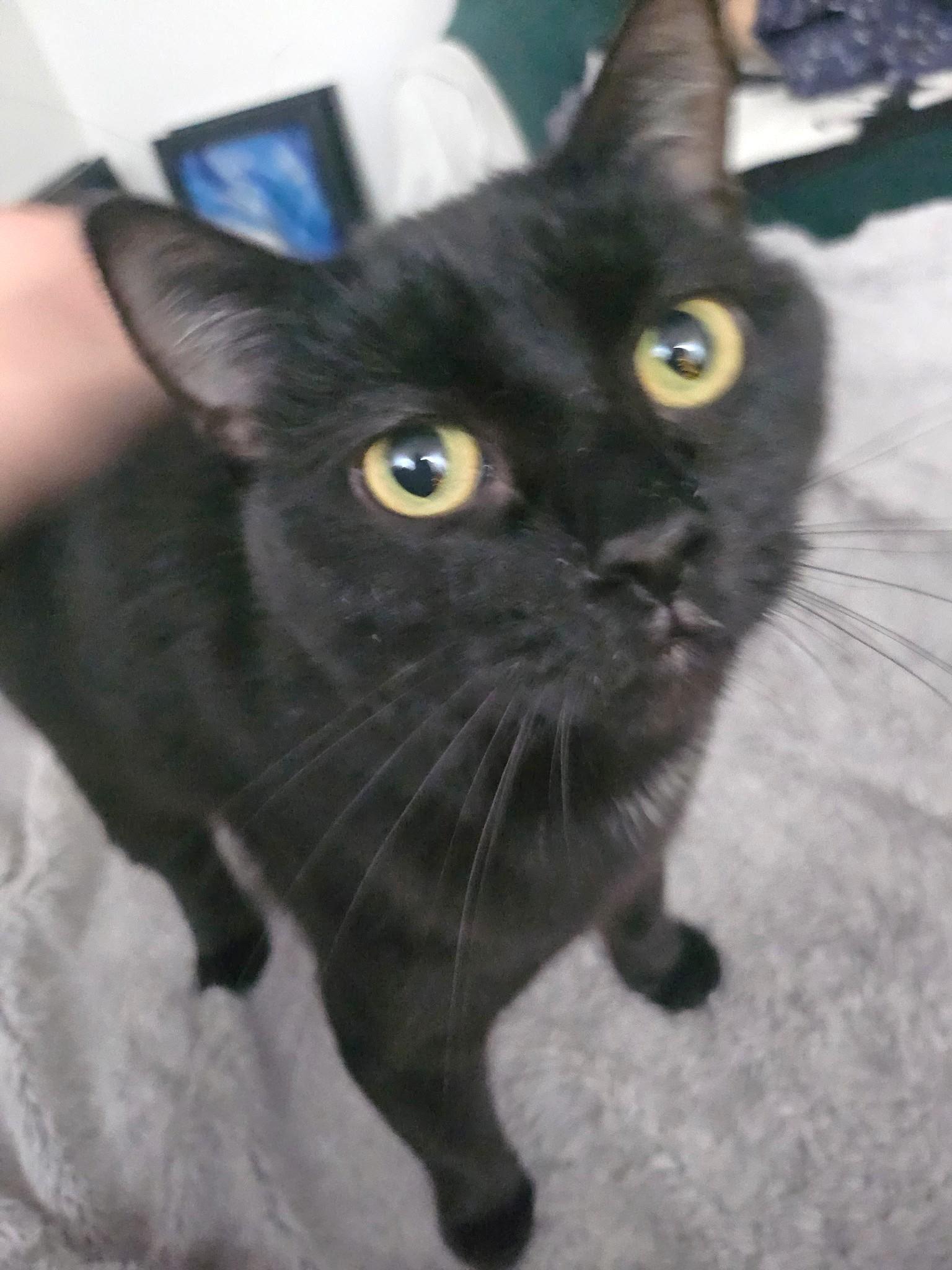 Hillary, a ADOPTABLE Domestic Short Hair in Stoney Creek, ON image 4/4