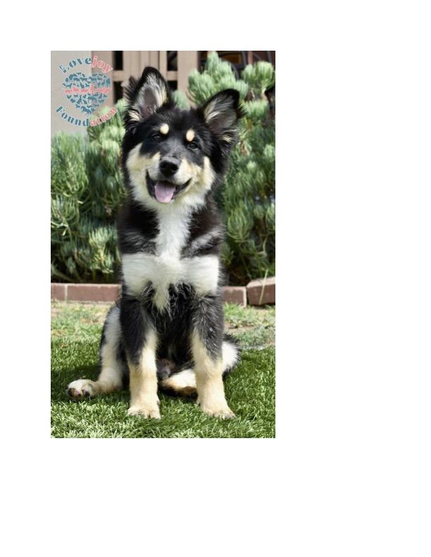 Luna Litter Husky Dog