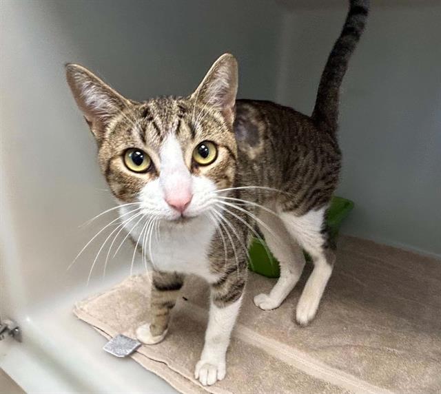 Enlarge CAPTAIN, a Adoptable Domestic Short Hair in Salinas, CA image 1/1