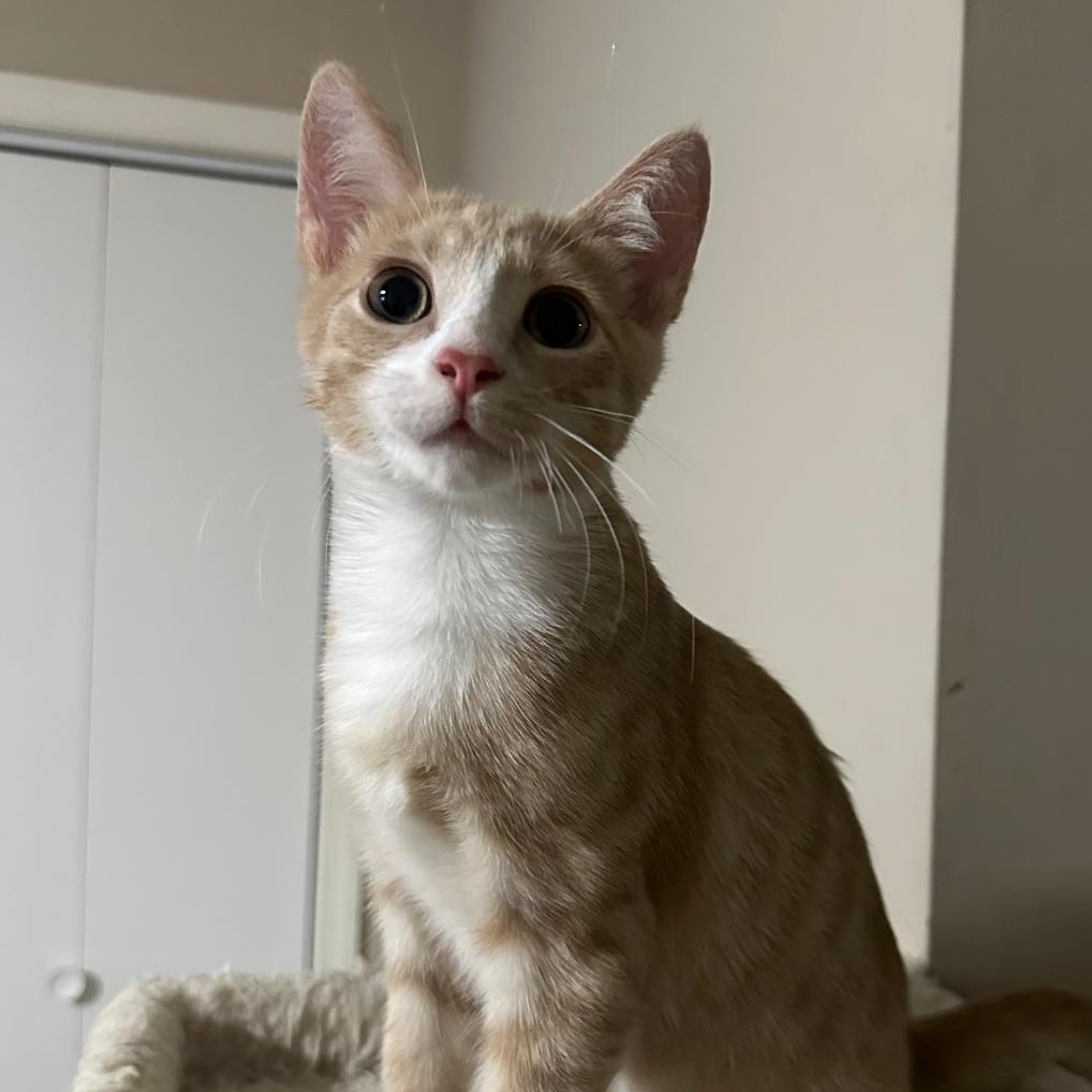 Sunny, ADOPTABLE, Kitten Male Domestic Short Hair.