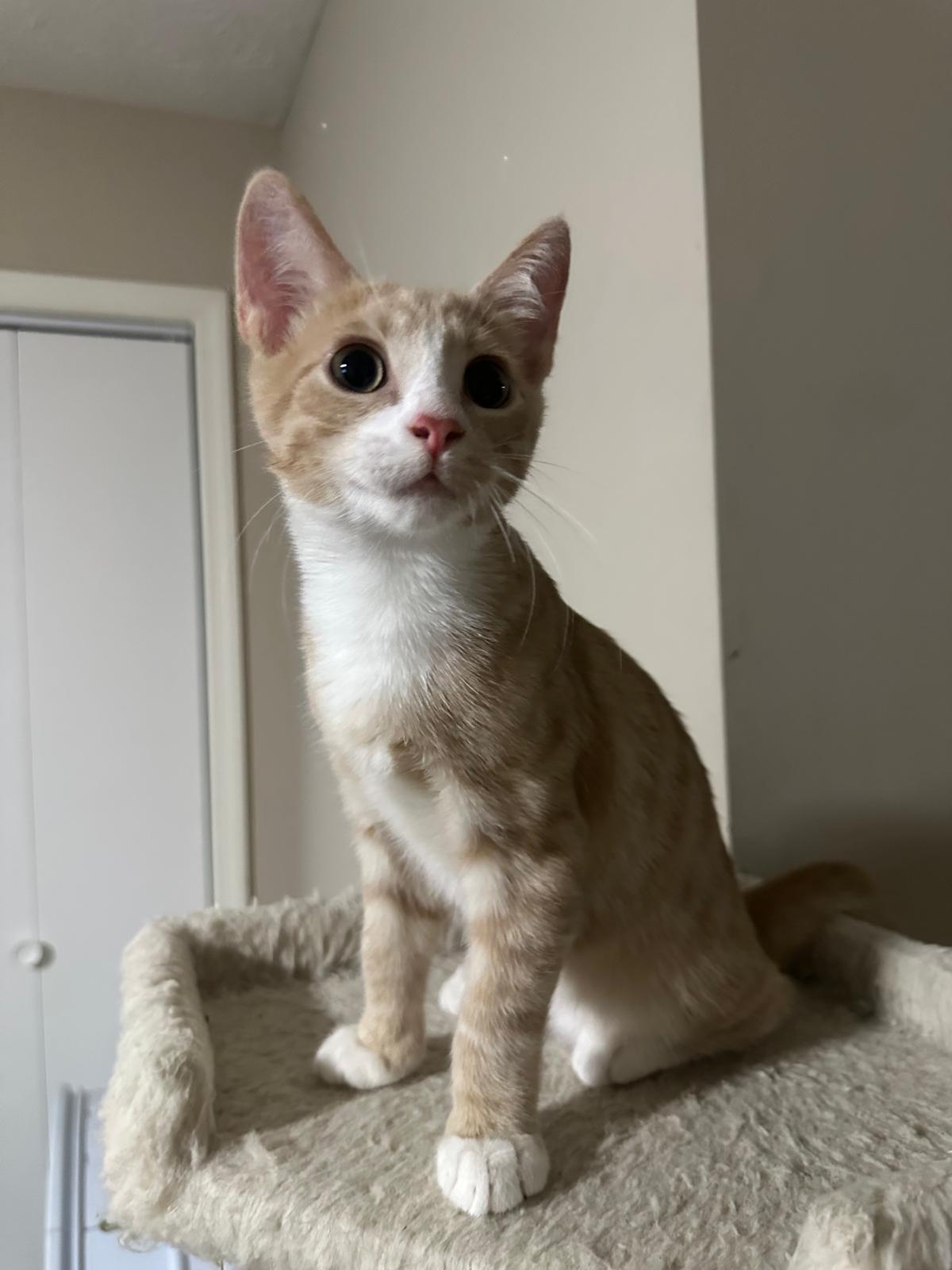 Sunny, a ADOPTABLE Domestic Short Hair in Lawrenceville, GA image 2/5