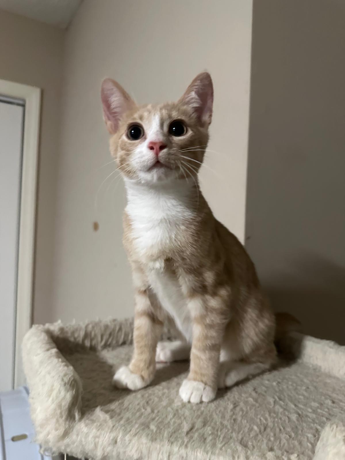 Sunny, a ADOPTABLE Domestic Short Hair in Lawrenceville, GA image 3/5