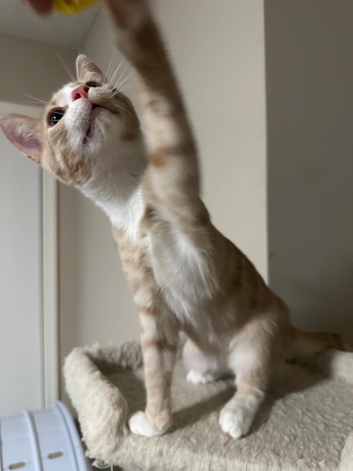Sunny, a ADOPTABLE Domestic Short Hair in Lawrenceville, GA image 5/5