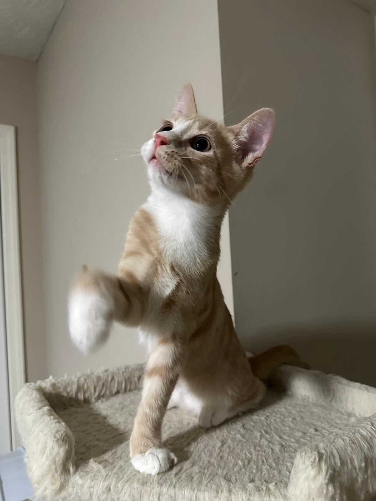 Sunny, a ADOPTABLE Domestic Short Hair in Lawrenceville, GA image 4/5