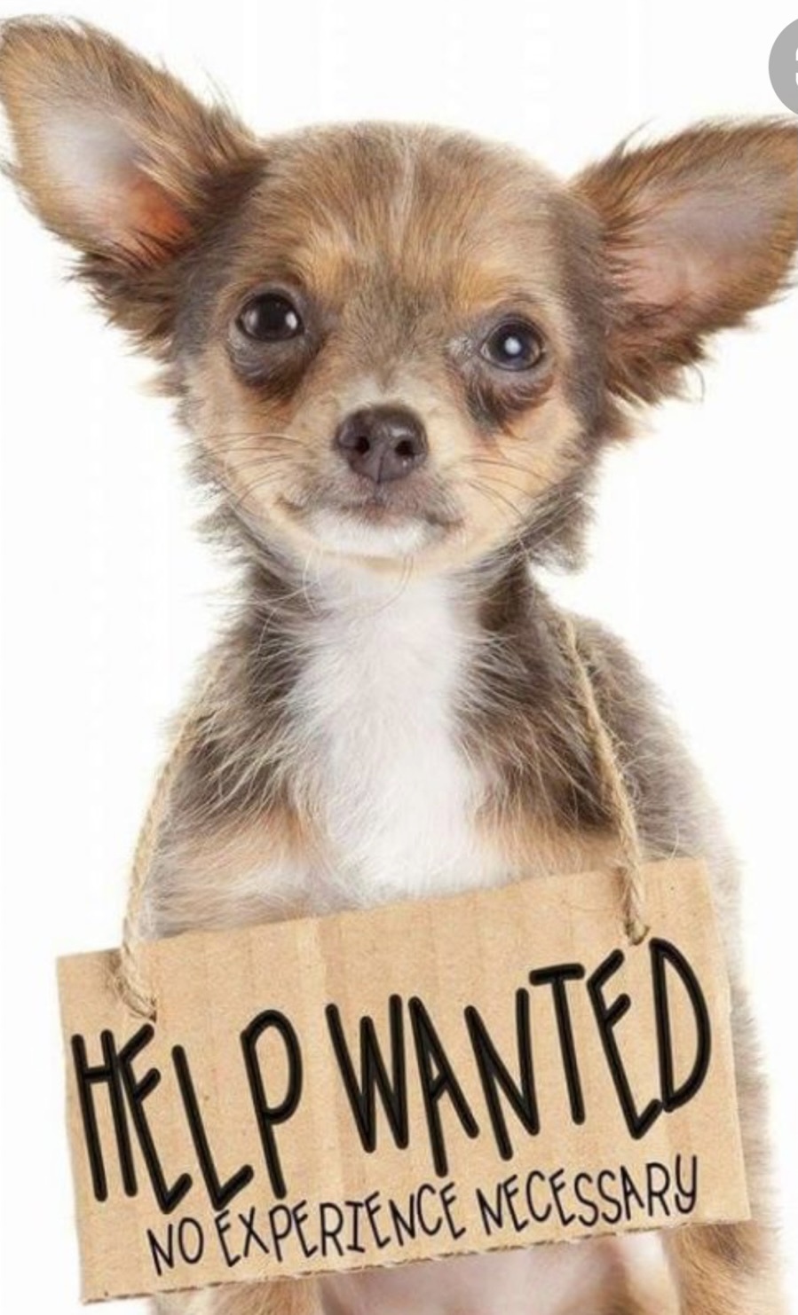 Fosters Needed! This dog is not adoptable or an actual dog., a Adoptable mixed breed in Armada, MI image 2/4