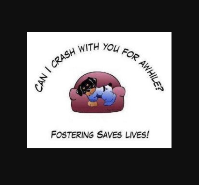 Fosters Needed! This dog is not adoptable or an actual dog., a Adoptable mixed breed in Armada, MI image 3/4