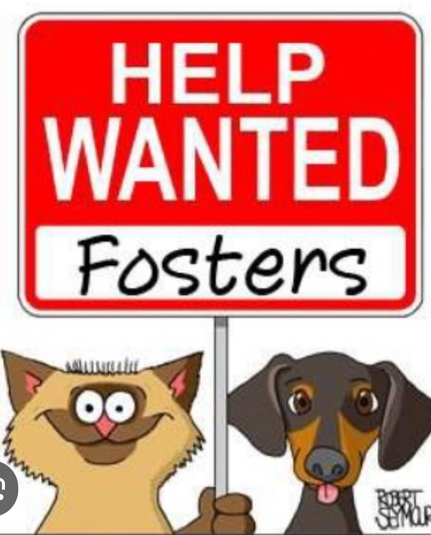 Fosters Needed! This dog is not adoptable or an actual dog., Baby Female unknown