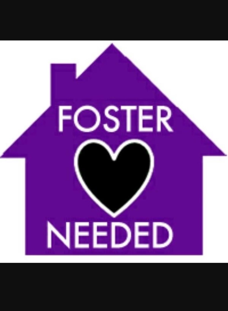 Fosters Needed! This dog is not adoptable or an actual dog., a Adoptable mixed breed in Armada, MI image 4/4
