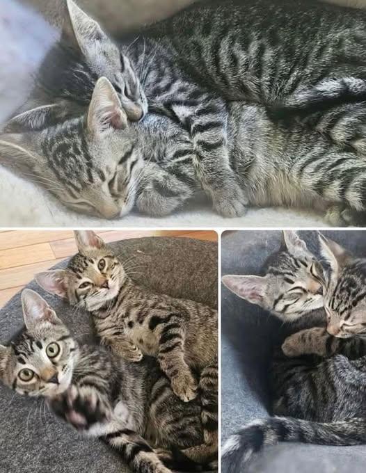 Solar - BONDED PAIR (Aurora/Solar), Adoptable, Young Male Domestic Short Hair.