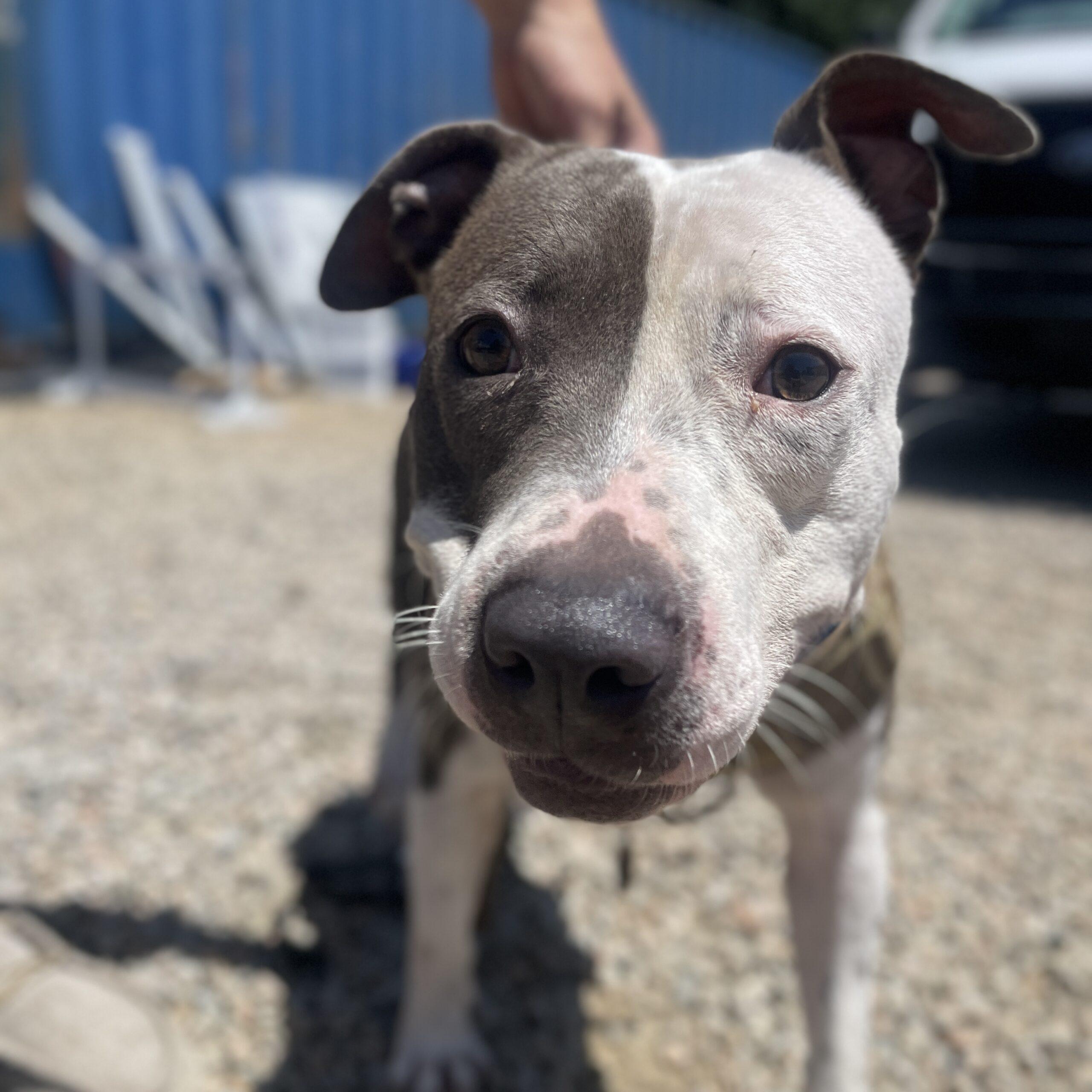 Hollie, a Adoptable mixed breed in Northwood, NH image 4/6