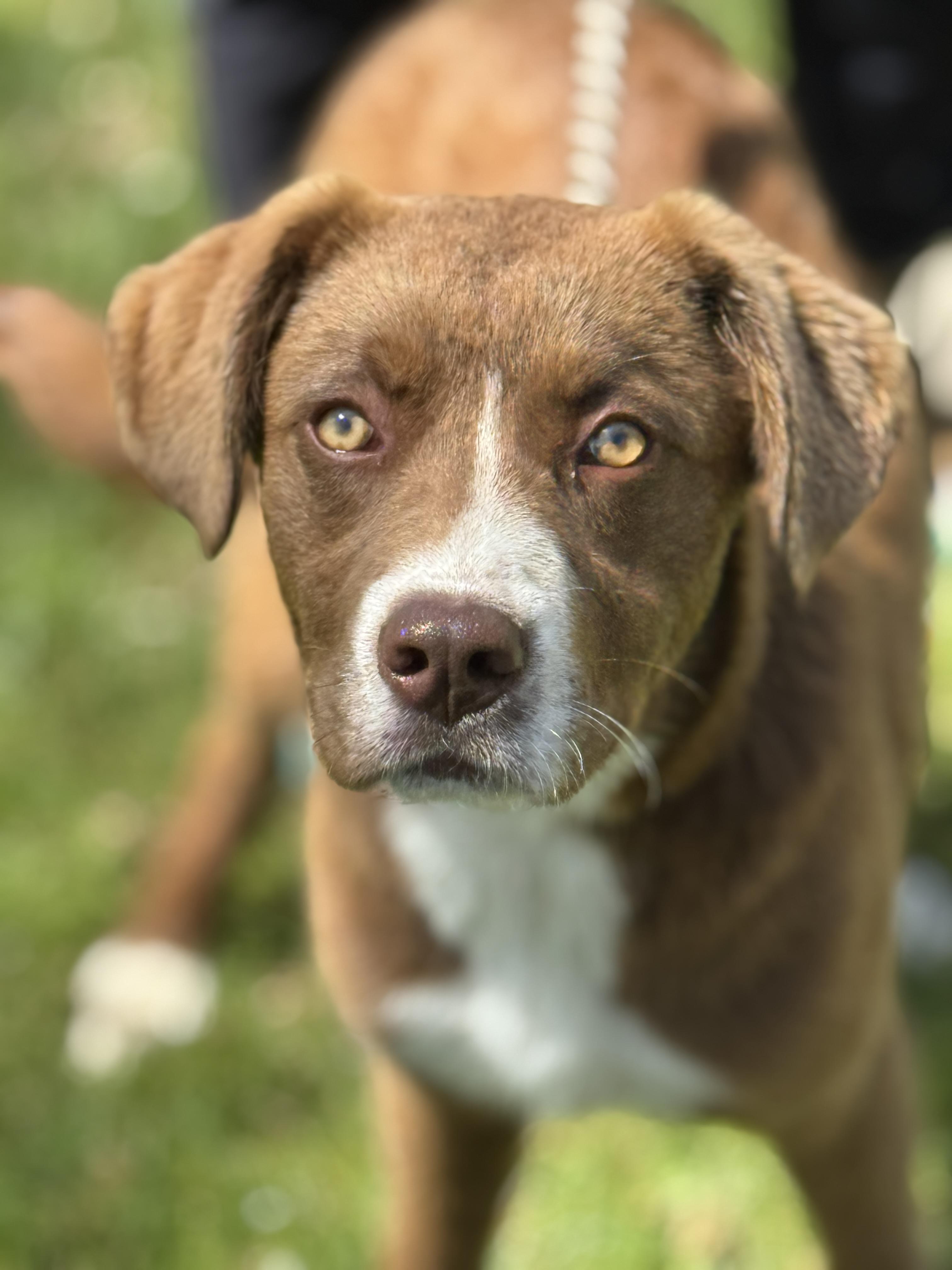 Enlarge Carson, a ADOPTABLE mixed breed in Richmond, VA image 1/6