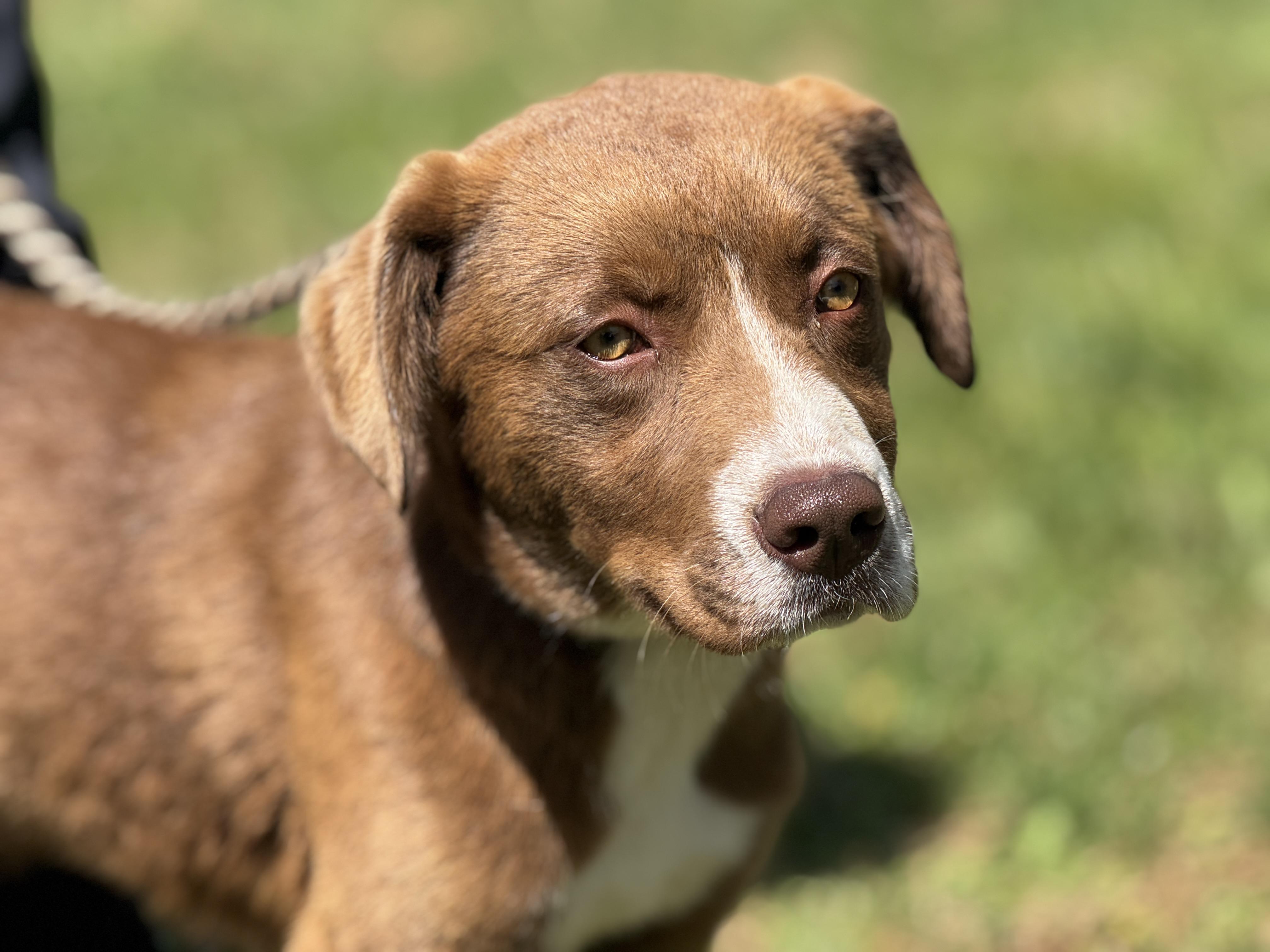 Enlarge Carson, a ADOPTABLE mixed breed in Richmond, VA image 2/6