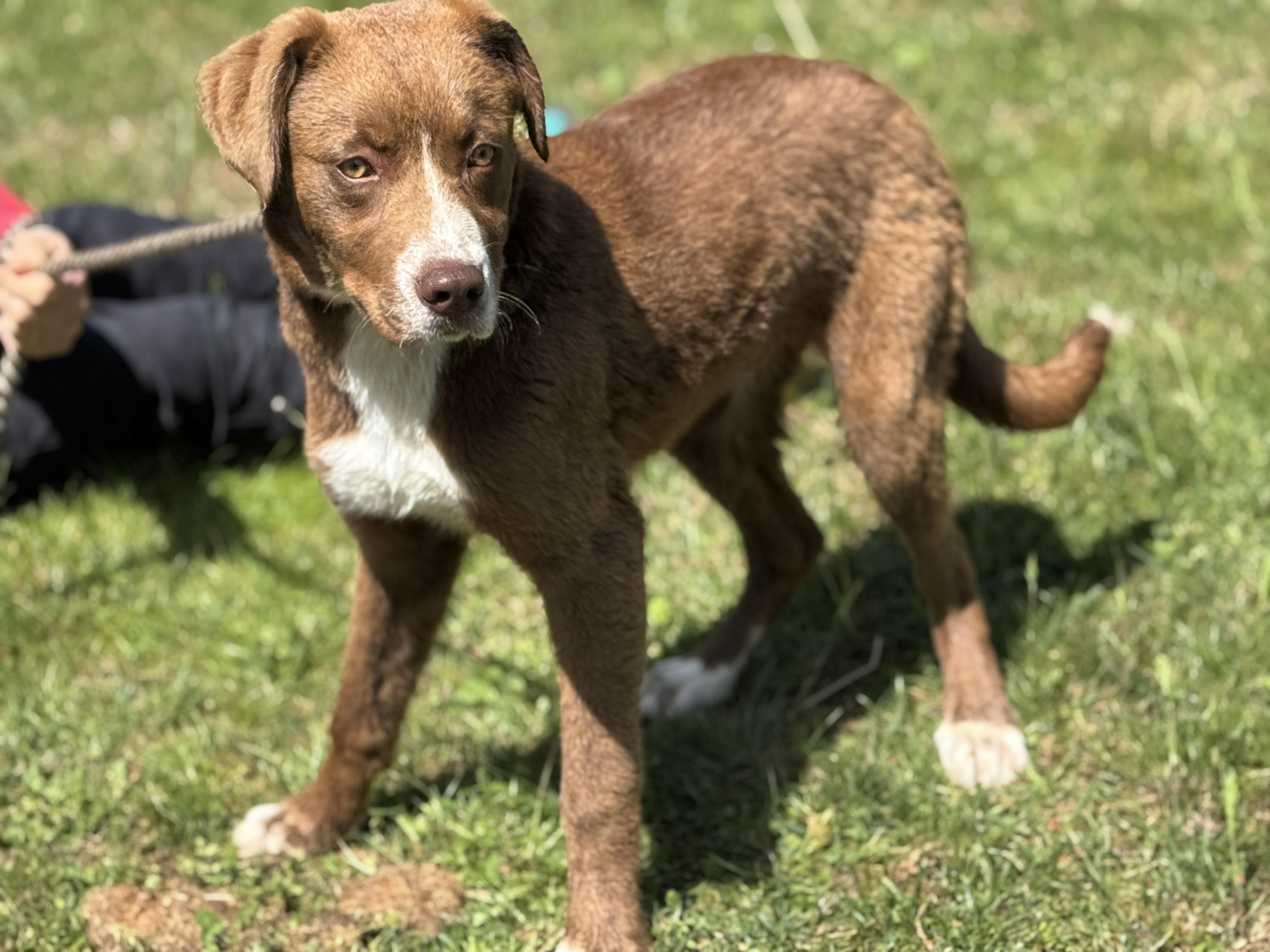 Enlarge Carson, a ADOPTABLE mixed breed in Richmond, VA image 3/6