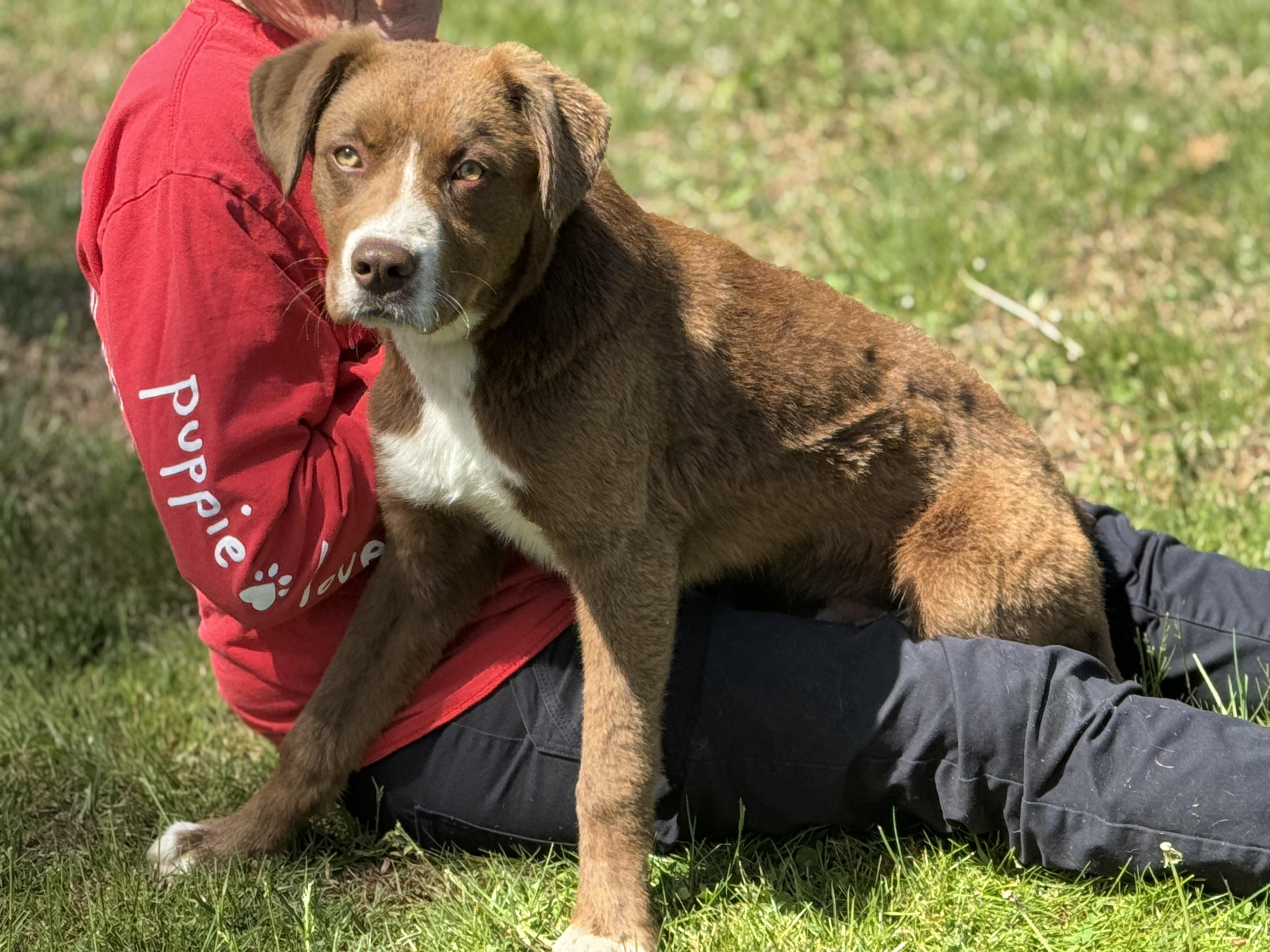 Enlarge Carson, a ADOPTABLE mixed breed in Richmond, VA image 5/6
