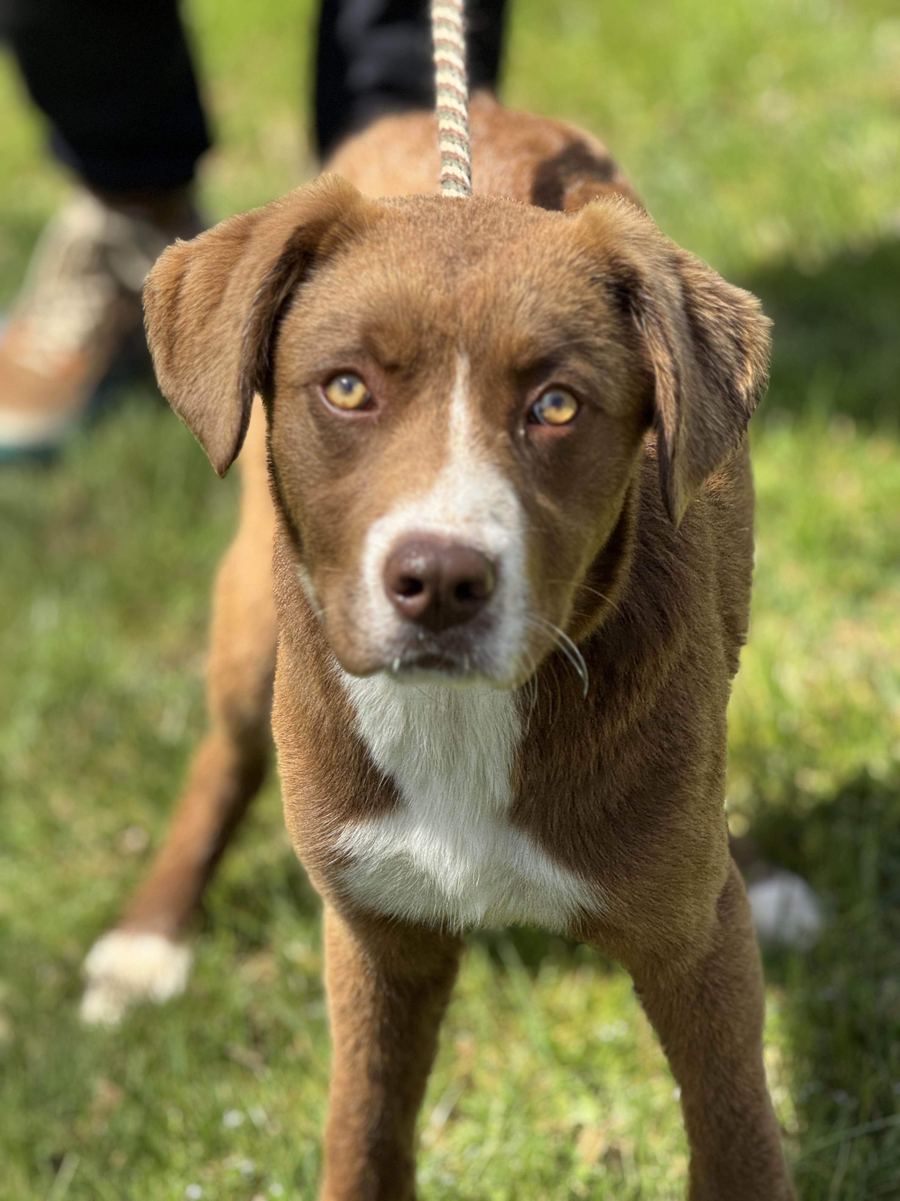Enlarge Carson, a ADOPTABLE mixed breed in Richmond, VA image 4/6