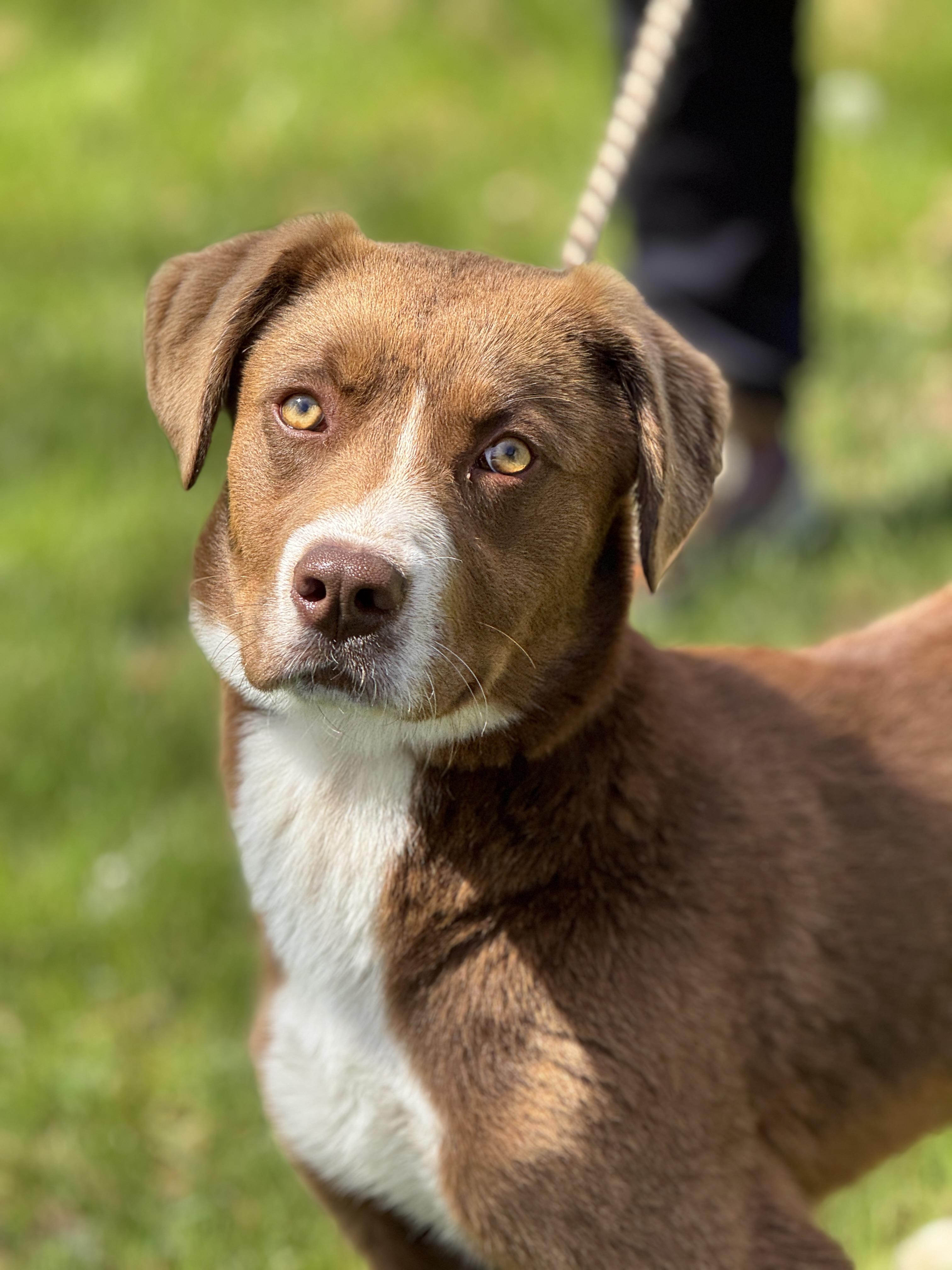 Enlarge Carson, a ADOPTABLE mixed breed in Richmond, VA image 6/6