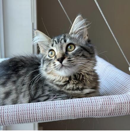 Enlarge Rose (an annoying little sister seeking a big brother), a Adoptable Domestic Medium Hair in Everett, WA image 1/3