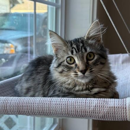 Enlarge Rose (an annoying little sister seeking a big brother), a Adoptable Domestic Medium Hair in Everett, WA image 3/3