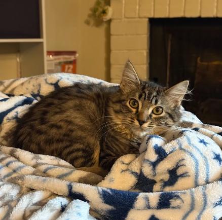 Enlarge Rose (an annoying little sister seeking a big brother), a Adoptable Domestic Medium Hair in Everett, WA image 2/3