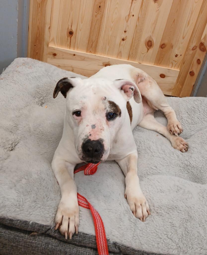 Enlarge Xena, a Adoptable Staffordshire Bull Terrier in Mena, AR image 1/3