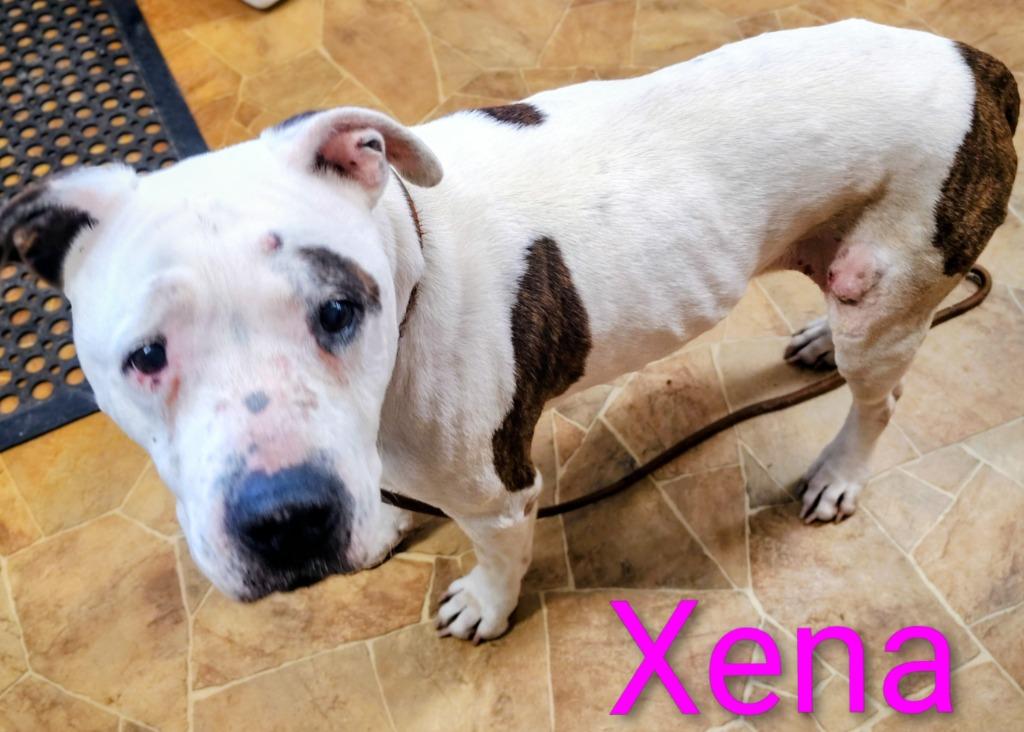 Xena, Adoptable, Adult Female Staffordshire Bull Terrier.