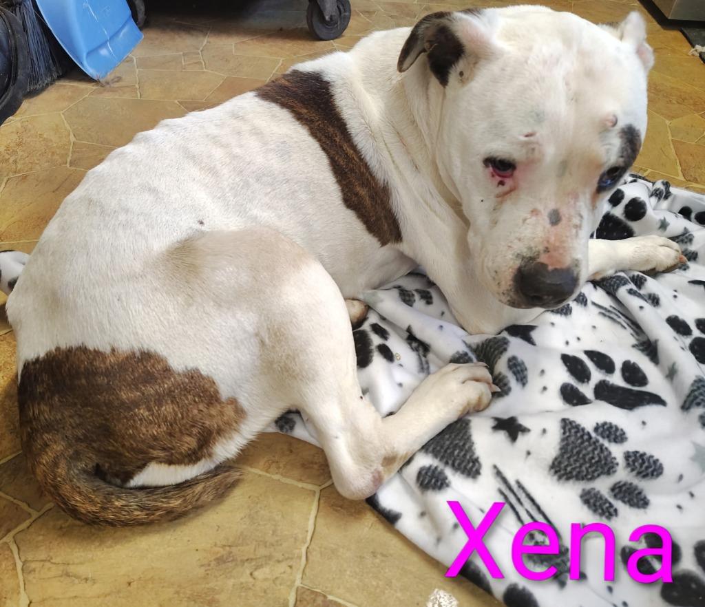 Xena, a Adoptable Staffordshire Bull Terrier in Mena, AR image 2/2