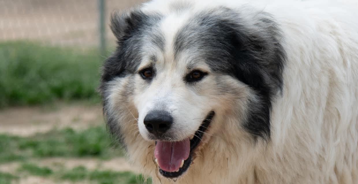 Enlarge George, a Adoptable Great Pyrenees in Brownstown, IN image 1/4